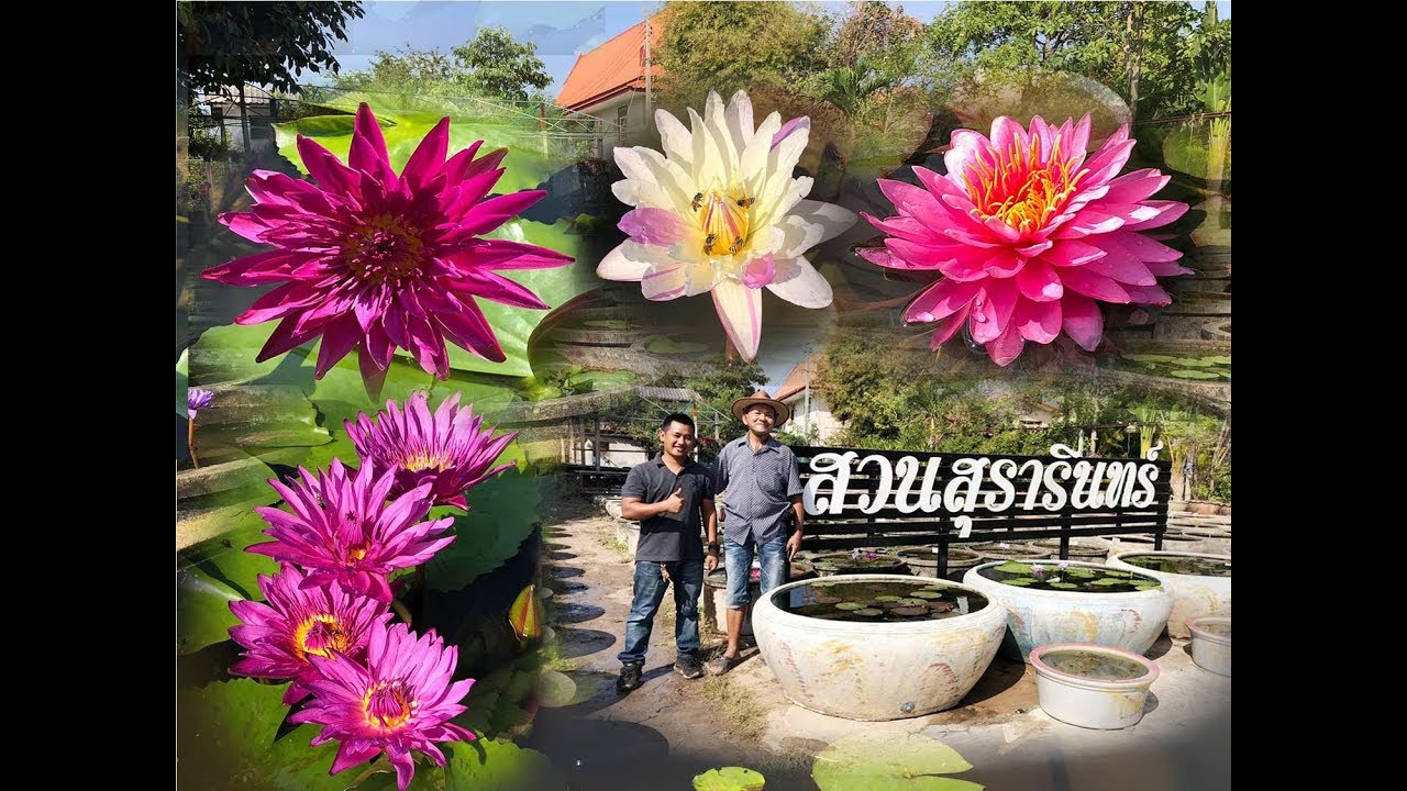 Water Lily garden  วันนี้ผมจะพาไปชมสวนบัวสุรารินทร์โคราช 4K