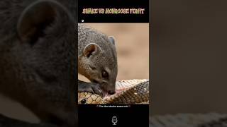 snake vs mongoose fight ||Bengali fact's||#facts #animals #nature #shorts #snake#mongoose
