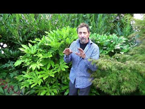 Video: Japanese Aucuba Cog - Yuav Ua Li Cas Loj hlob Aucuba Shrubs