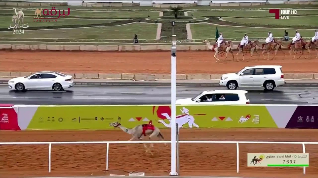 البث المباشر.. لرموز اللقايا المفتوحة والعامة (مهرجان خادم الحرمين الشريفين للهجن) مساء 11-2-2024