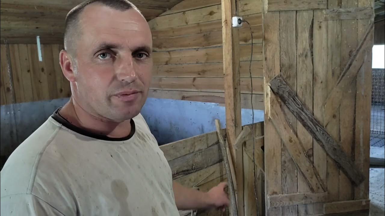 вага поросят в 3 місяці - YouTube
