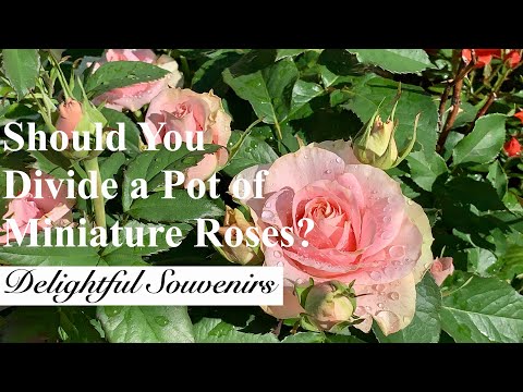 Video: How To Choose A Mini Rose In A Store?