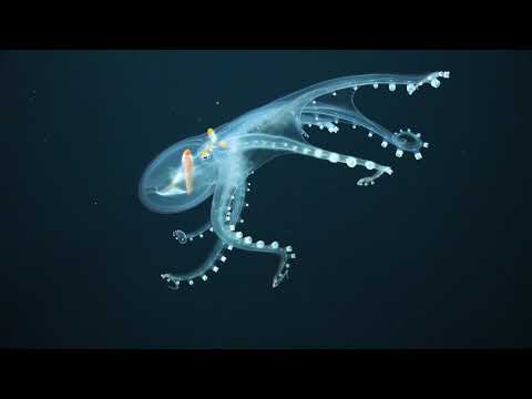 Glass octopus moving in the deep sea of the Central Pacific Ocean