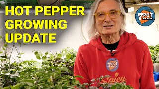 Hot Pepper Grow Season Update April 2022 by 7 Pot Club 7,334 views 2 years ago 8 minutes, 59 seconds