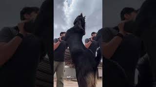 Fatema goat farm | Gujarat chhapi | not for sale