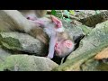The Struggle for Life: Crying Baby Monkey Fights to Escape Muddy Grave (Adds a sense of survival)