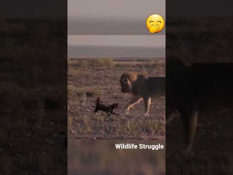 Male lion sneaks up on a honeybadger #shorts #wildlife