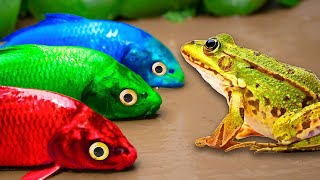 Rainbow Koi Fish 💕Stop Motion Koi, Frog, Carp, Catfish and Battle under the storm