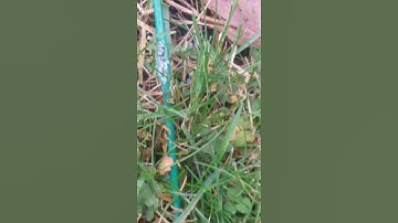 Automower no loop Signal tcca cable  Wiltec