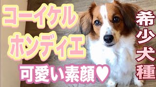 コーイケルホンディエ 日本では希少犬種のご紹介です 必見 魅力あふれる可愛い犬種です Youtube