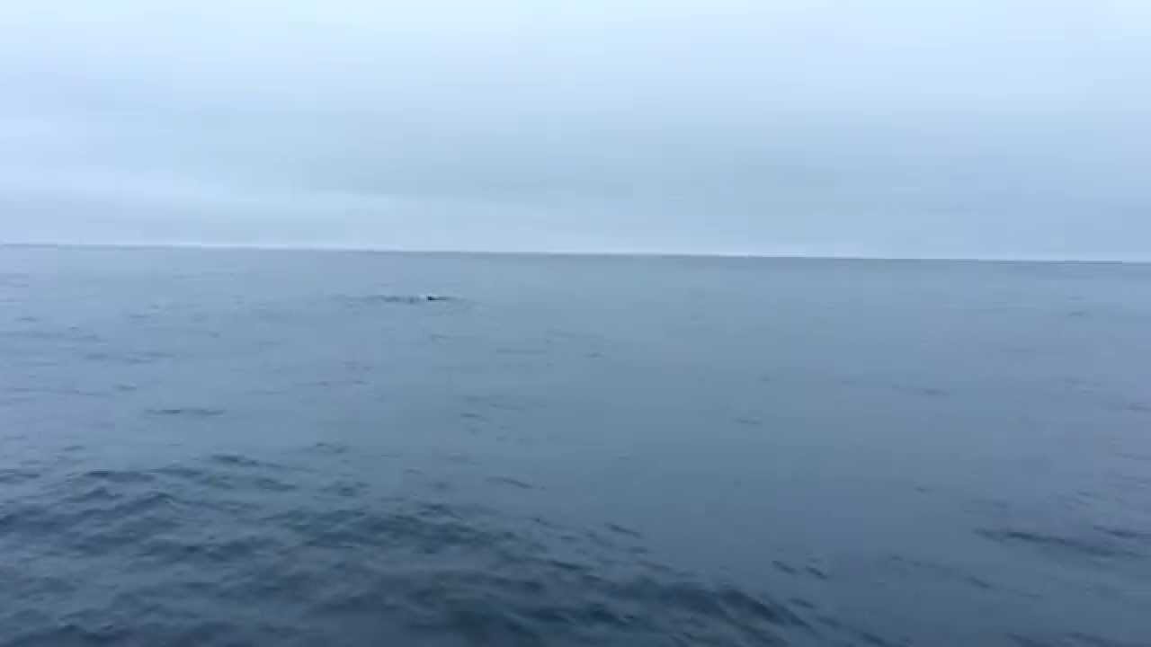 Pottwal - Erlebnis vor Andenes/Nordnorwegen