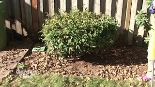 Fall Leaf Mulch