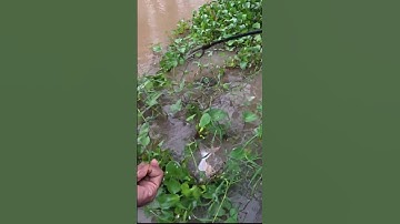 Câu Cá Tra Kênh 79 bằng Mồi Câu cá Kể#moicaucake