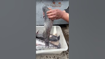 Automatic Brush Washing Machine｜Root Vegetable Cleaner，Food Processing Machine