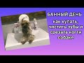 БАННЫЙ ДЕНЬ | КАК ПОДСТРИЧЬ КОГТИ СОБАКЕ | КАК ПРИУЧИТЬ СОБАКУ ЧИСТИТЬ ЗУБЫ