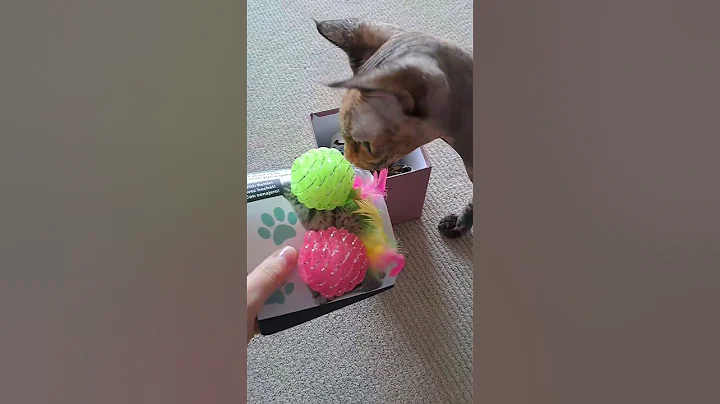 Watch the video about Kitty Sphynx Loves Gifts 🎁 #sphynx #kitten #pets #sphynxcat #funny #cat