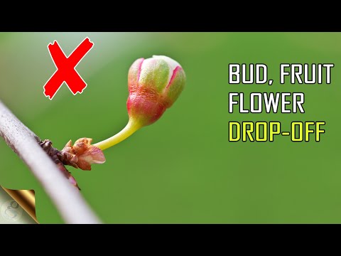 10 REASONS FOR PREMATURE BUD, FLOWER OR FRUIT DROP OFF | BLOSSOM DROP (BUD BLAST)