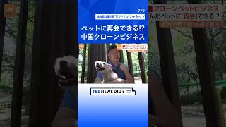 死んだペットに「再会」できる！？急成長する中国のクローンペットビジネス  | TBS NEWS DIG #shorts