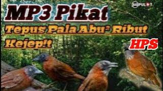 Suara Pikat Burung Tepus Kepala Abu Abu Ribut Kejep!t