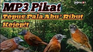 Suara Pikat Burung Tepus Kepala Abu Abu Ribut Kejep!t