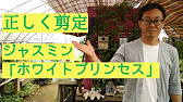 ガーデニング ジャスミン ホワイトプリンセス の剪定 キャリア28年のプロガーデナーが教える正しい剪定の仕方 Youtube ガーデニング ジャスミン ホワイトプリンセス の剪定 キャリア28年のプロガーデナーが教える正しい剪定の仕方 Youtube