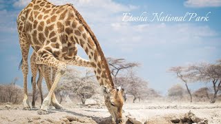 Etosha National Park , The Camps and it's natural Inhabitants   S1 - Episode 9