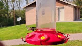 Super-concentration of Ruby-throated Hummingbirds at a Pennsylvania feeding station