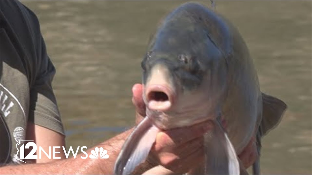 Fish in this Arizona lake are living past 100—and scientists aren't sure why