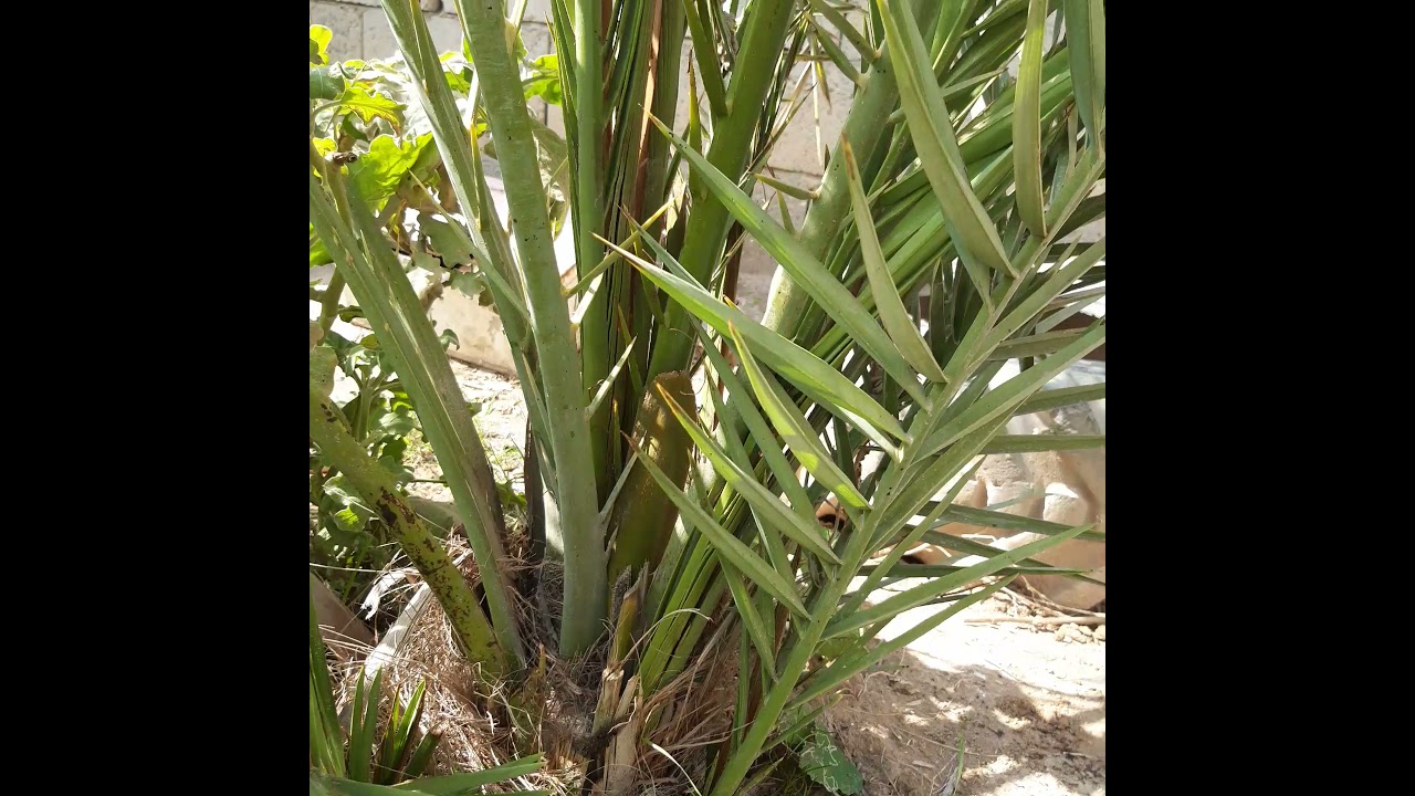 قص سعف النخيل الصغيره يضعف النمو