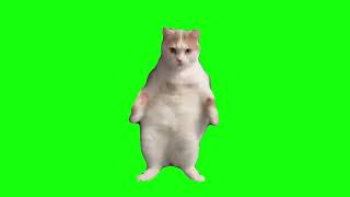 cat dancing to EDM (green screen)