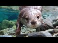 Otter Aty explore the clear, beautiful blue river like never before[Otter life Day 196]カワウソアティとにゃん先輩