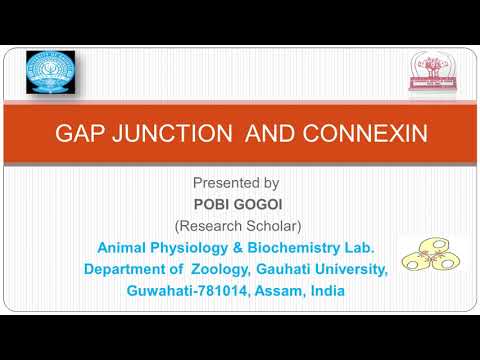 GAP JUNCTION AND CONNEXIN