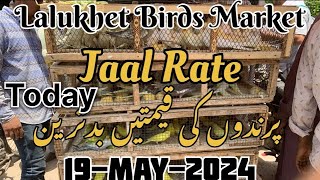 Today Lalukhet Birds Market | Jaal Rate latest update | 19-May-2024 | #lalukhetbirdsmarket