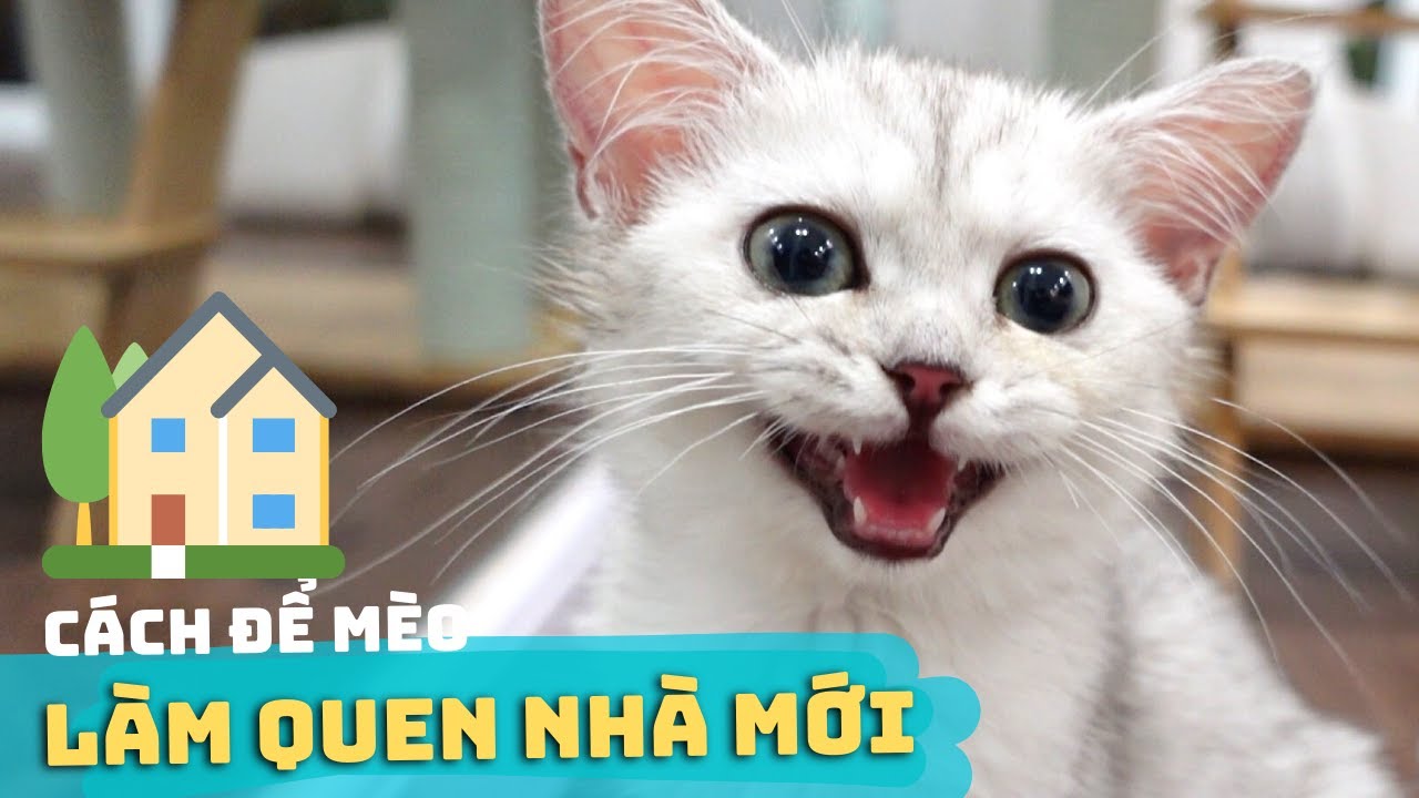 cham soc cho meo 2022 Cách Để Mèo Con LÀM QUEN VỚI NHÀ MỚI 🏠 ✅ | Mèo Về Nhà Mới Bỏ Ăn \u0026 Kêu Nhiều
