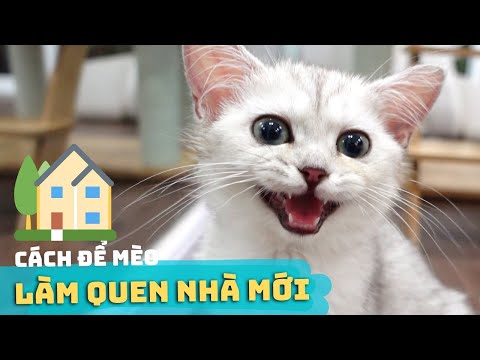 Video: Cách Tạo Chỗ ở Cho Mèo