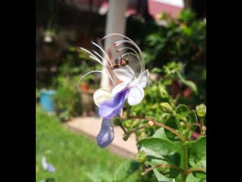 Video: Harlequin Glorybower Bakımı - Harlequin Glorybower Fıstık Ezmesi Çalı Hakkında Bilgi Edinin