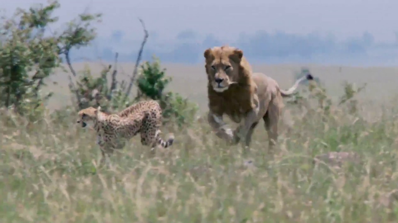 Cheetah VS Lions | Cheetah Fighting lions to protect her cubs | Real