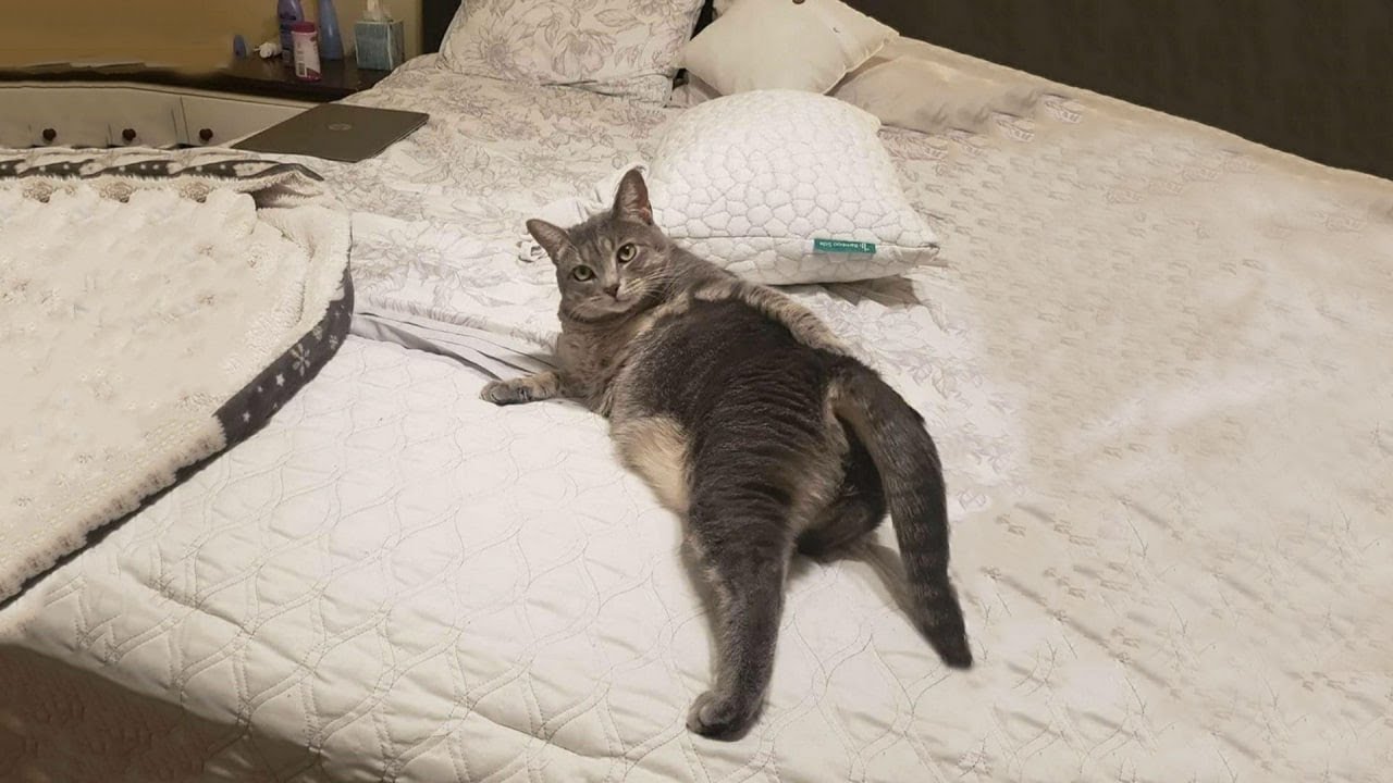 The Funniest Cat Videos 🐱 Try Not To Laugh Part 58