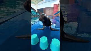 Sea Lion Fell For It 😂🦭