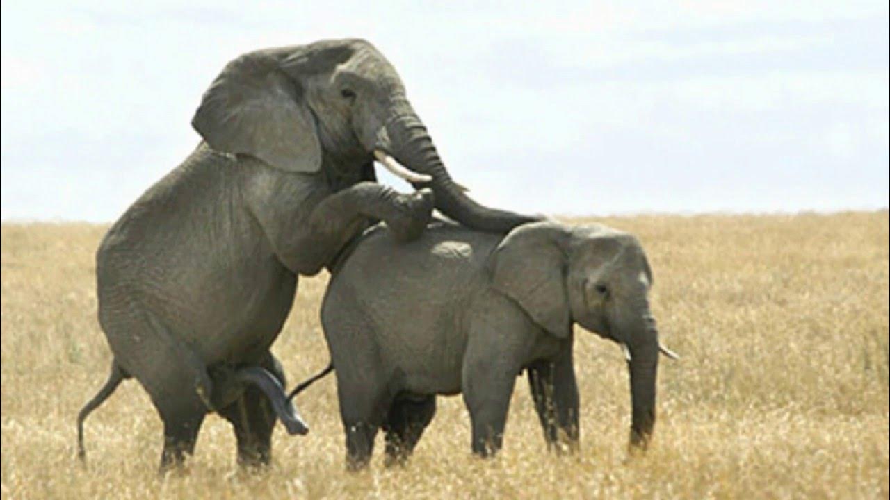 брачный период у слонов. слон с детенышем. как сношаются слоны. как сношаются слоны. слоны спаривание.