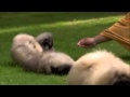 The Pekingese of the Chinese royal court の動画、YouTube動画。