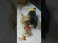 @puppy