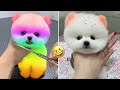 Cute pomeranian puppies doing funny things 1  cute and funny dogs  vn pets