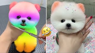 Cute Pomeranian Puppies Doing Funny Things #1 | Cute and Funny Dogs | VN Pets by VN Pets 354,049 views 3 months ago 11 minutes, 5 seconds