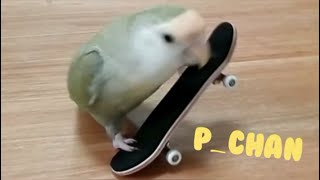 スケボーコザクラインコぴーちゃん　lovebird playing skateboard