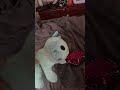 Bro died because of farting