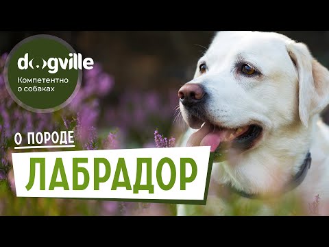 Лабрадор — О породе — Как выбрать щенка Лабрадора?