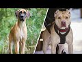 Top 10 Great Dane Cross Breeds | Fabulous Dog Breeds