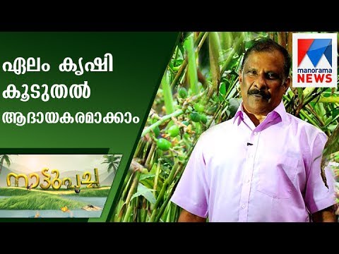 How to Make Cardamom cultivation more Profitable | Nattupacha | Manorama News