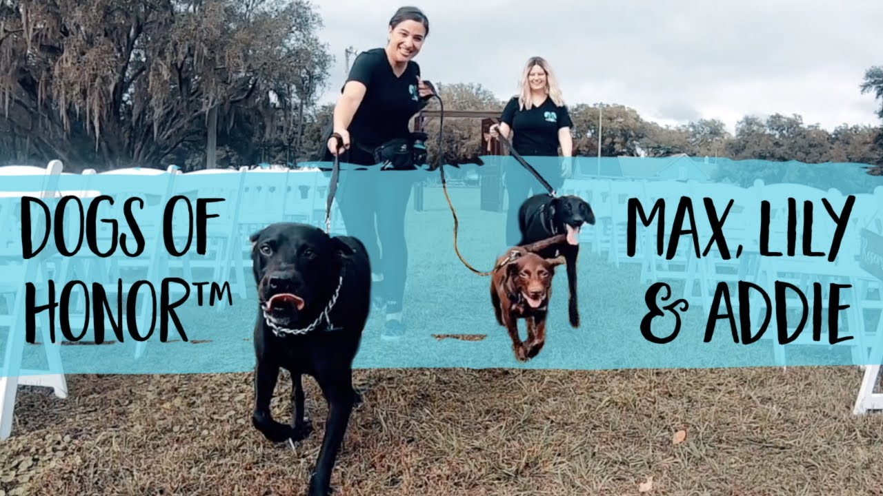 Nonstop Tail Wags For These 3 Lab Mixes Who Joined Mom & Dad In Their Wedding |  FairyTail Pet Care